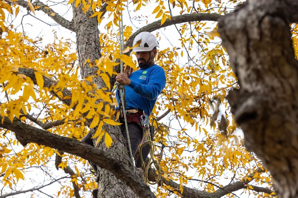 Skilled Tree Planing crew working in Lake City